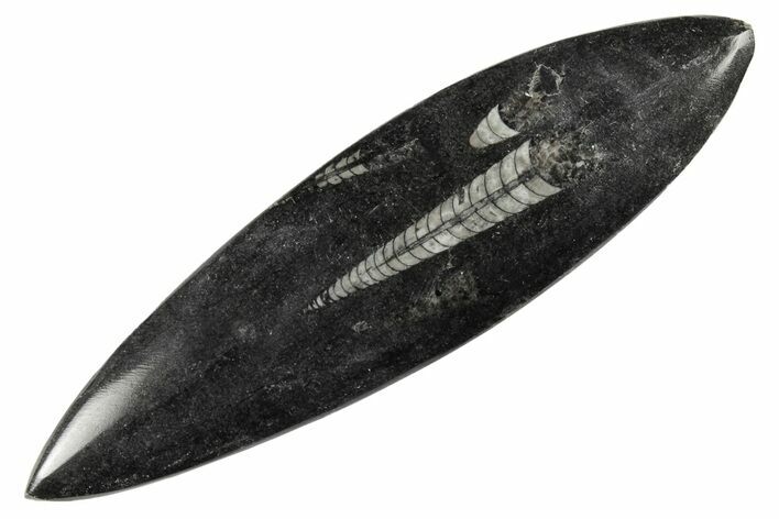 Polished Fossil Orthoceras (Cephalopod) - Morocco #182099